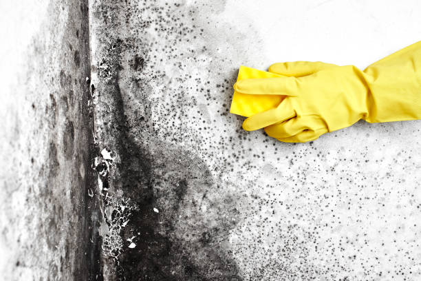 Best Commercial Mold Removal  in Clay, KY