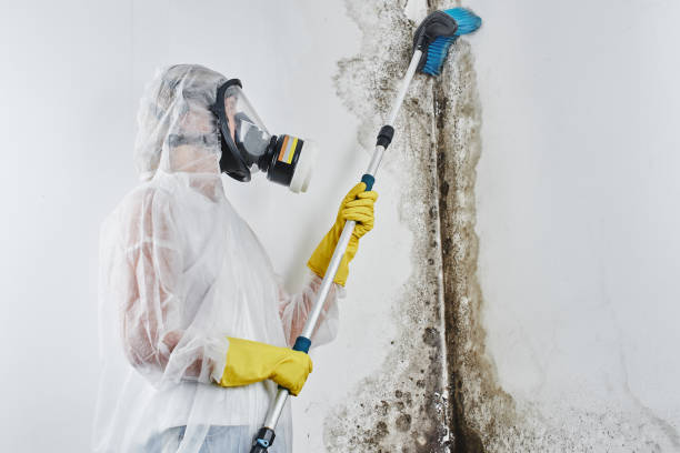 Best Mold Damage Repair  in Clay, KY
