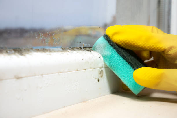 Best Black Mold Removal  in Clay, KY