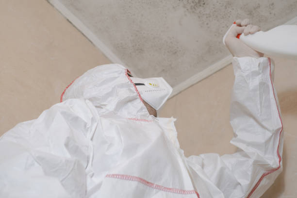 Best Local Mold Removal Service  in Clay, KY