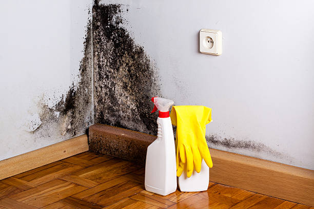  Clay, KY Mold Removal Pros
