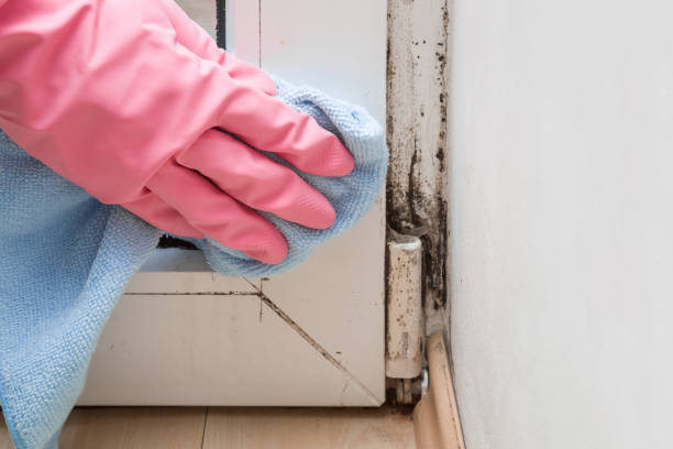 Best Emergency Mold Removal  in Clay, KY